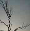 dl_27031218_Silhouetted Sparrow.jpg